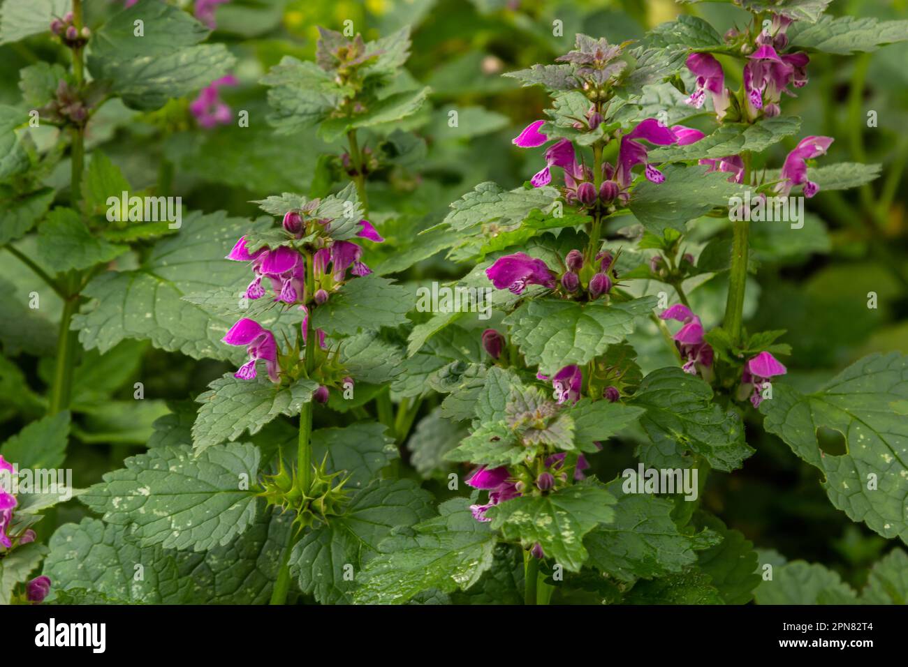 Pink flowers of spotted dead-nettle Lamium maculatum. Medicinal plants in the garden. Stock Photo