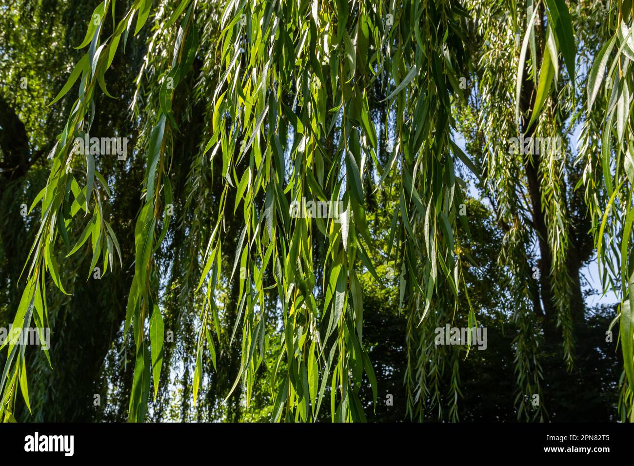 Weeping Golden Willow, is the most popular and widely grown weeping tree in the warm temperate regions of the world. Stock Photo