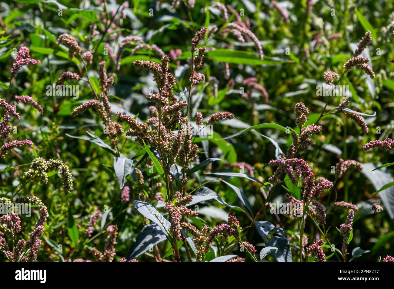 Colorful Persicaria longiseta, a species of flowering plant in the knotweed family. Stock Photo