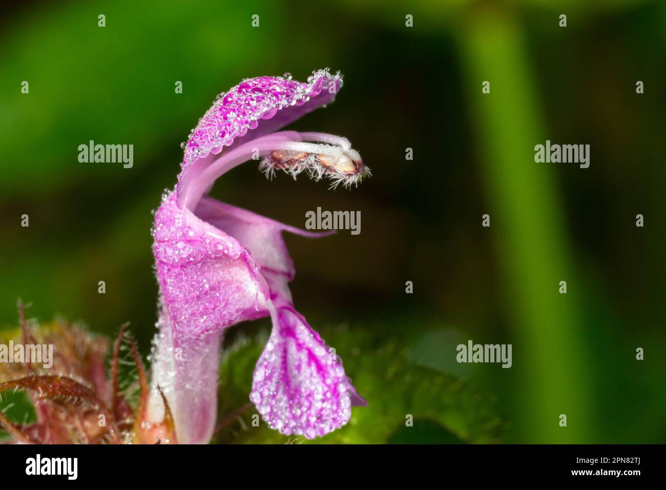 Purple Dragon Dead Nettle, Lamium maculatum Purple Dragon, spreading