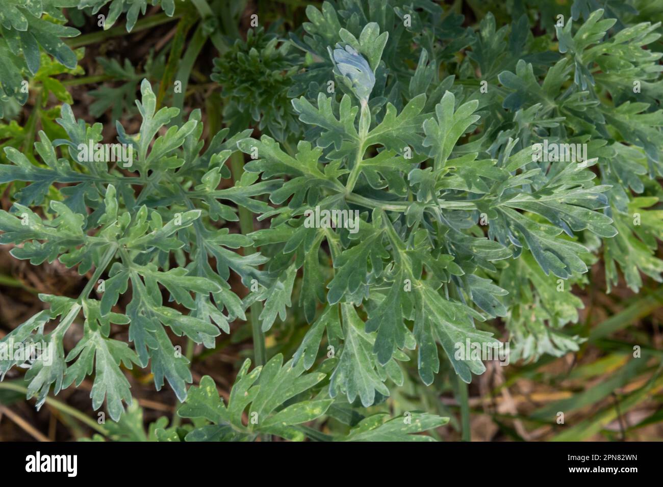 Artemisia absinthium is a perennial plant of the aster family