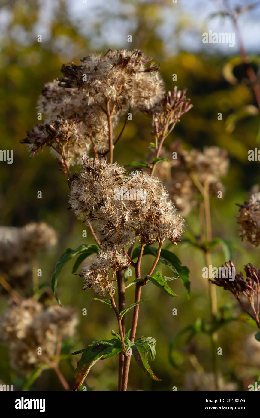 Seeds of an overblown hemp-agrimony plant, selective focus with bokeh background - Eupatorium cannabinum. Stock Photo