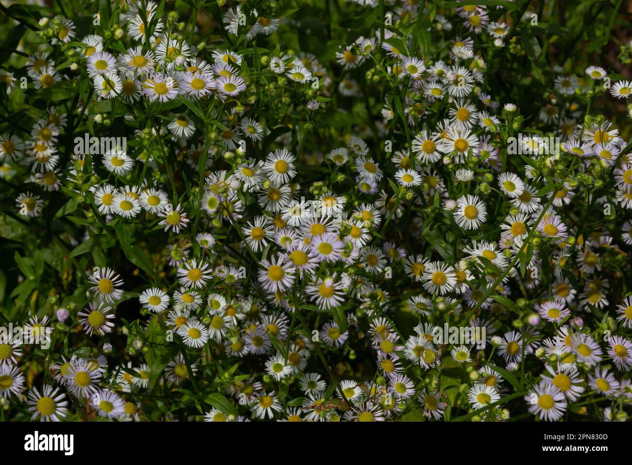Erigeron Annuus Flowers, also known as fleabane, daisy fleabane, or eastern daisy fleabane, growing in the meadow under the warm summer sun, Ukraine. Stock Photo