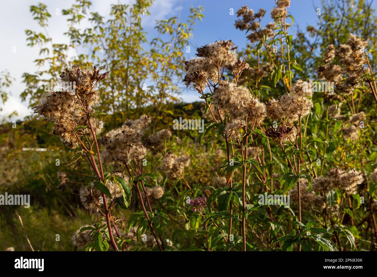 Seeds of an overblown hemp-agrimony plant, selective focus with bokeh background - Eupatorium cannabinum. Stock Photo