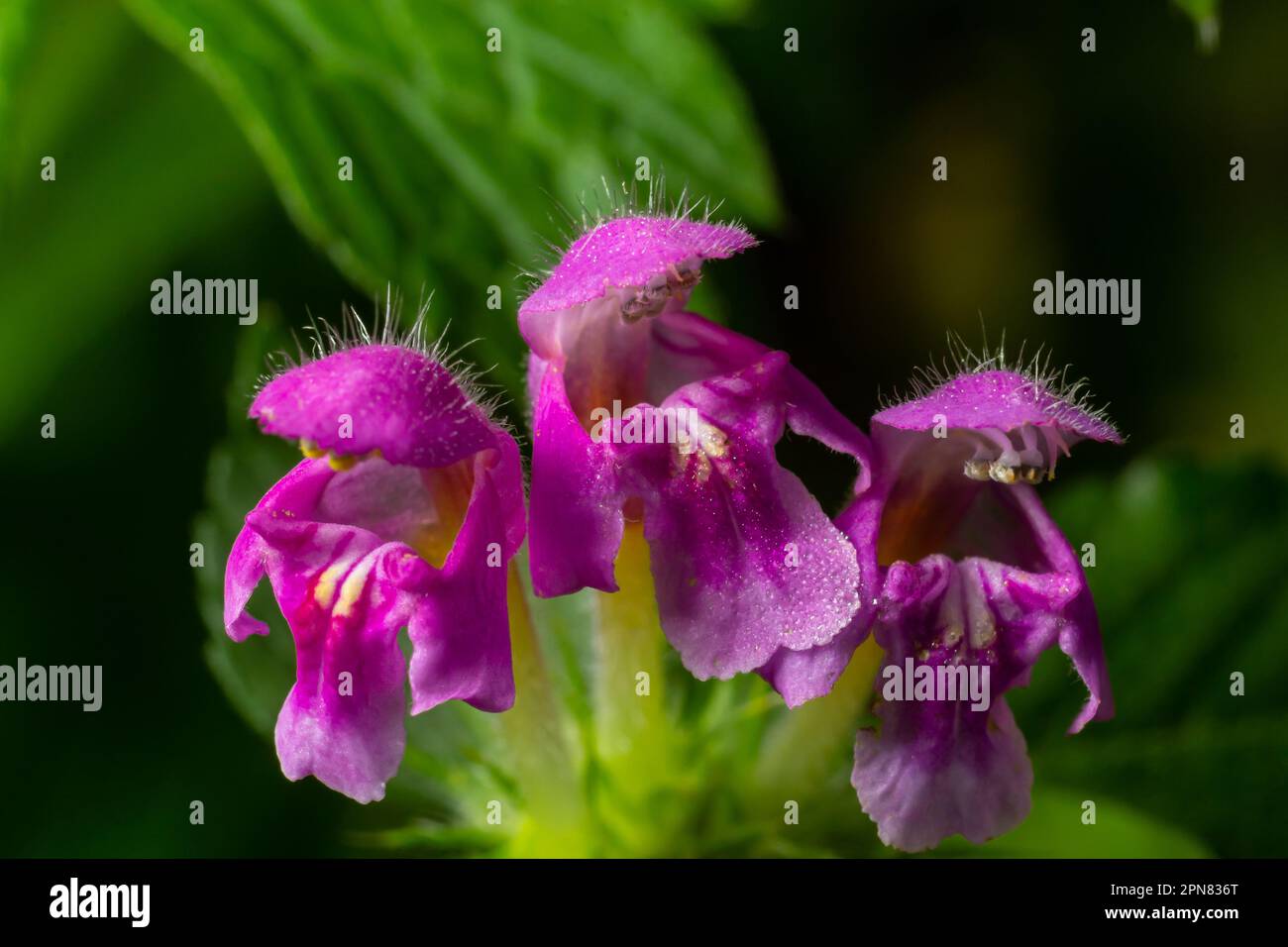 Pink flowers of spotted dead-nettle Lamium maculatum. Medicinal plants in the garden. Stock Photo