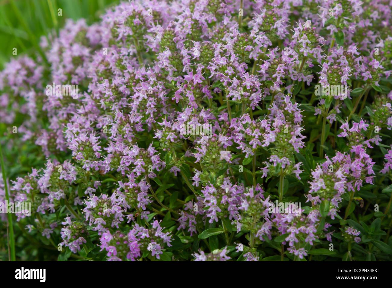 The macrophoto of herb Thymus serpyllum, Breckland thyme. Breckland