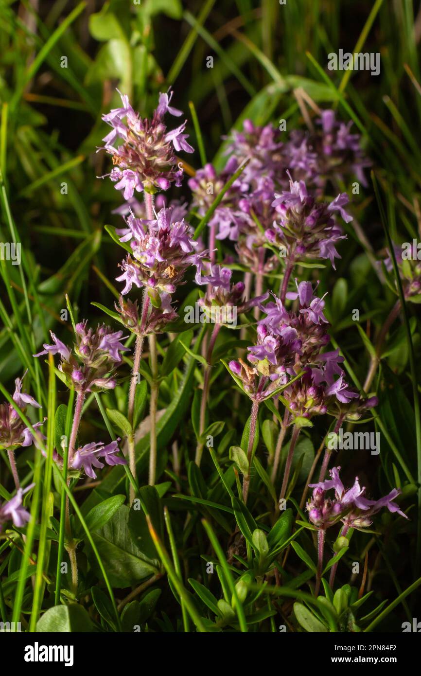 The macrophoto of herb Thymus serpyllum, Breckland thyme. Breckland wild thyme, creeping thyme, or elfin thyme blossoms close up. Natural medicine. Cu Stock Photo