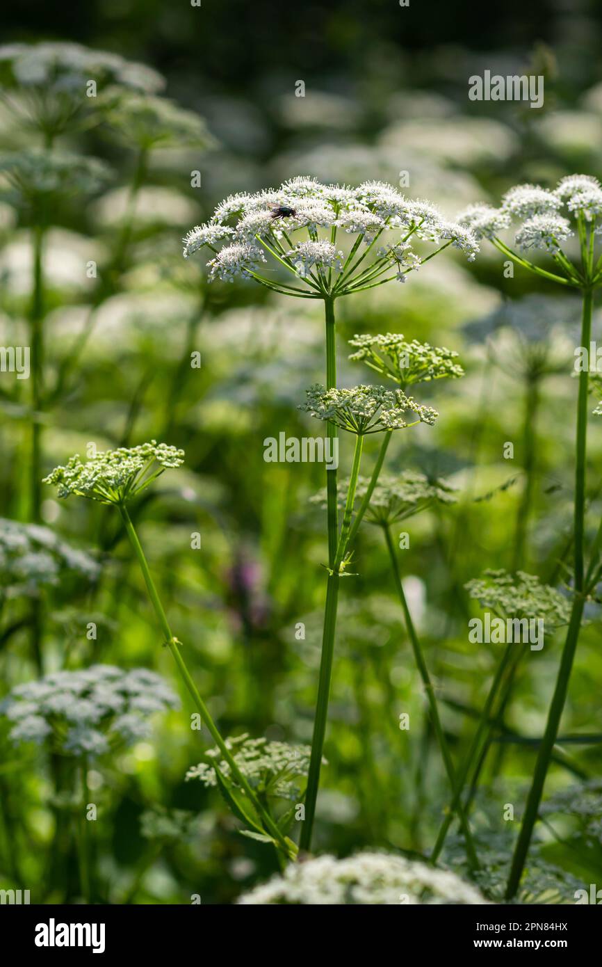 Close-up of a white flower of the species Aegopodium podagraria, commonly called ground elder, herb gerard, bishop's weed, goutweed, gout wort. Focus Stock Photo
