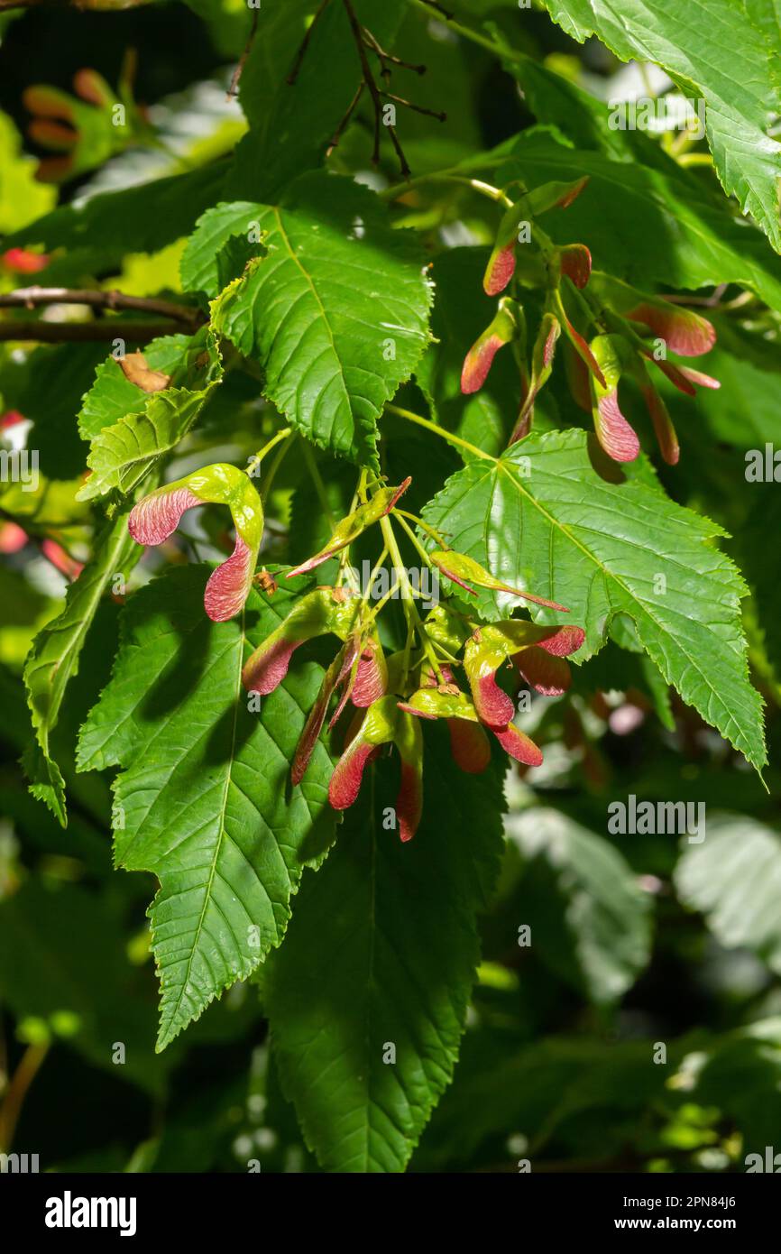 A close up of reddish-pink maturing fruits of Acer tataricum subsp. ginnala Tatar maple or Tatarian maple. Stock Photo