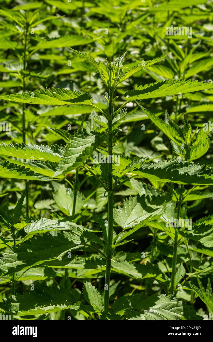 or stinging nettles German name is Brennnesseln for