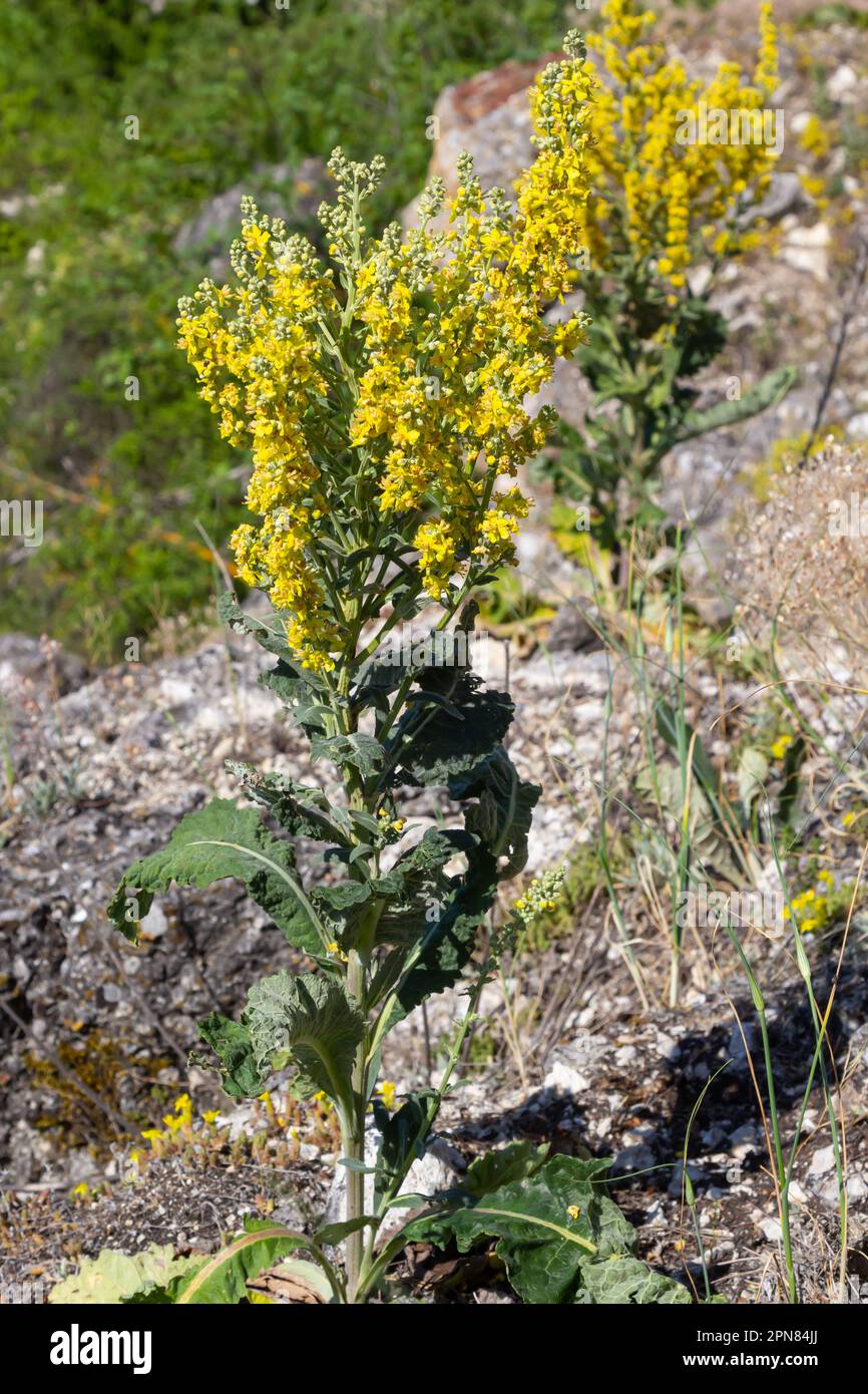 Mullein Verbascum in a natural environment of growth. Plant is highly valued in herbal medicine, it is used in the form of infusions, decoctions, oint Stock Photo