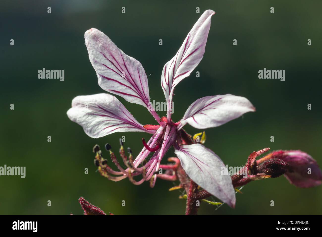 Burning-bush, Dictamnus albus. Dictamnus is a genus of flowering plant in the family Rutaceae. Stock Photo