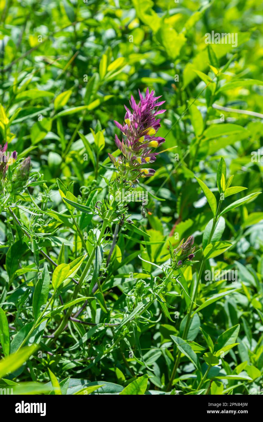 Melampyrum arvense, commonly known as field cow-wheat, is an herbaceous flowering plant of the genus Melampyrum in the family Orobanchaceae. Stock Photo
