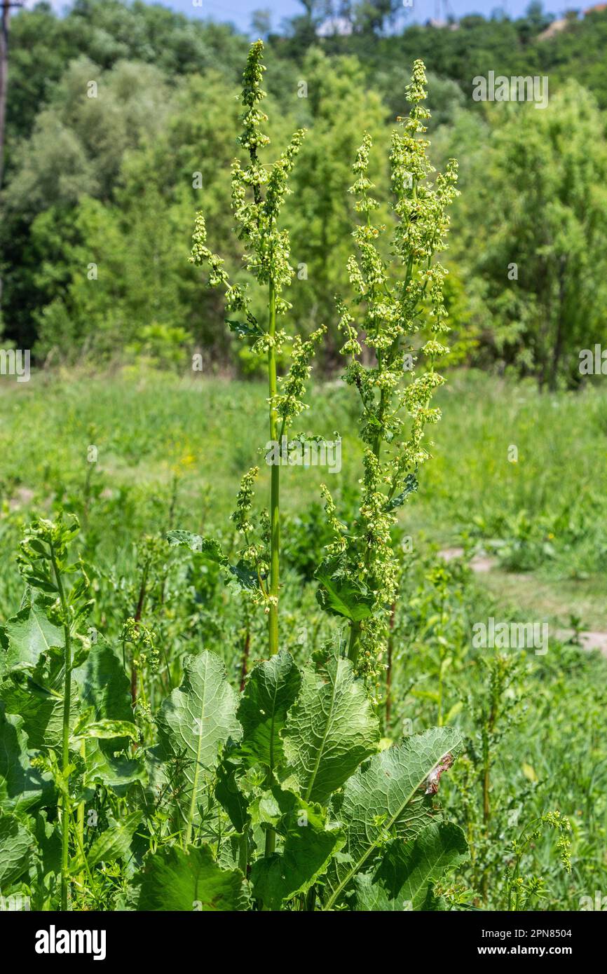 A bloom of bright green flower of sorrel closeup outdoors in nature in sunny June in summer season. Rumex confertus. Stock Photo