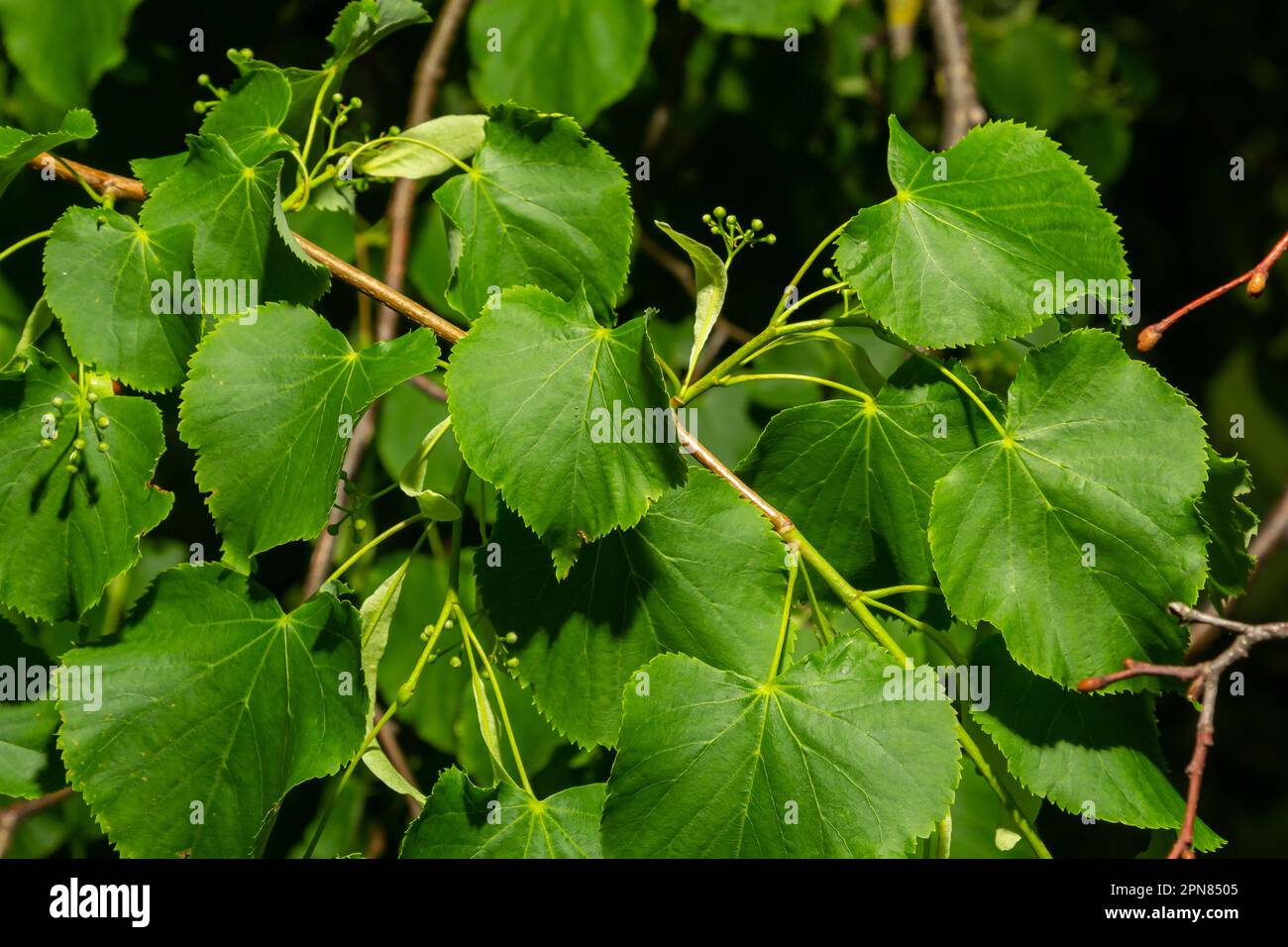 Linden branch with green leaves and buds before flowering. Stock Photo
