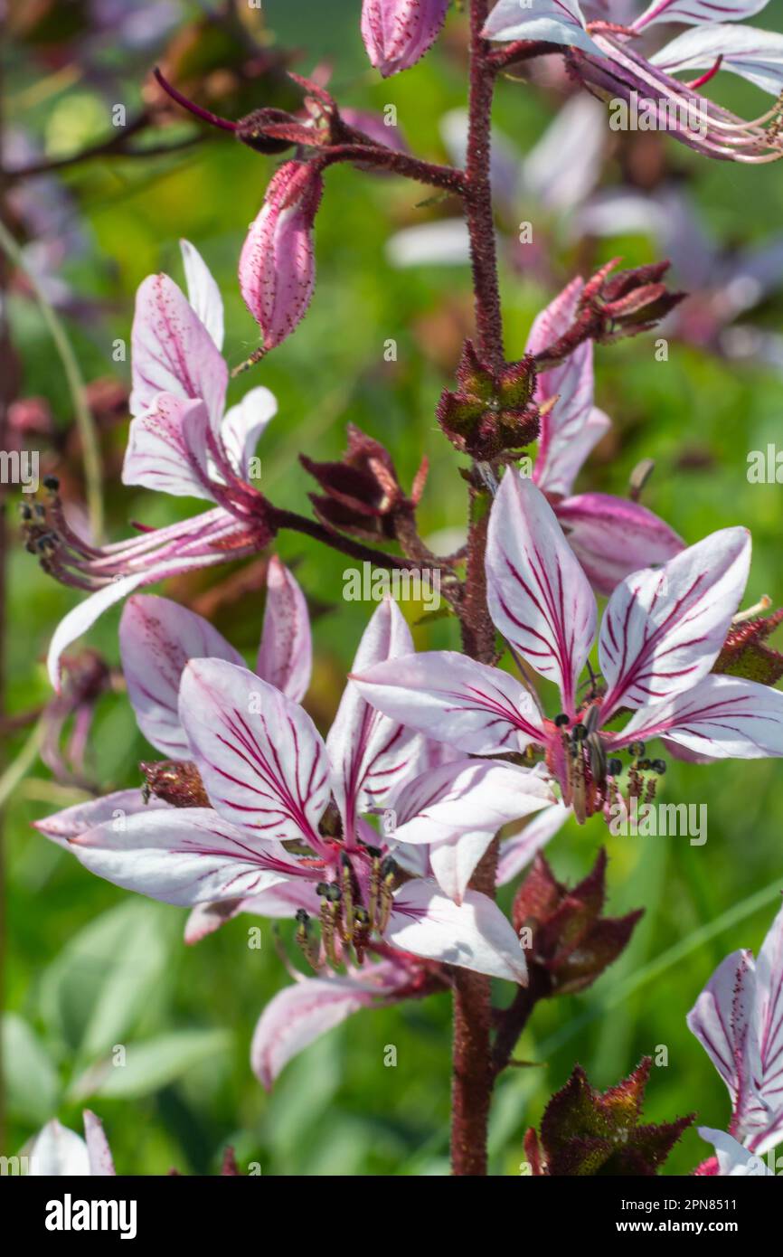 Burning-bush, Dictamnus albus. Dictamnus is a genus of flowering plant in the family Rutaceae. Stock Photo