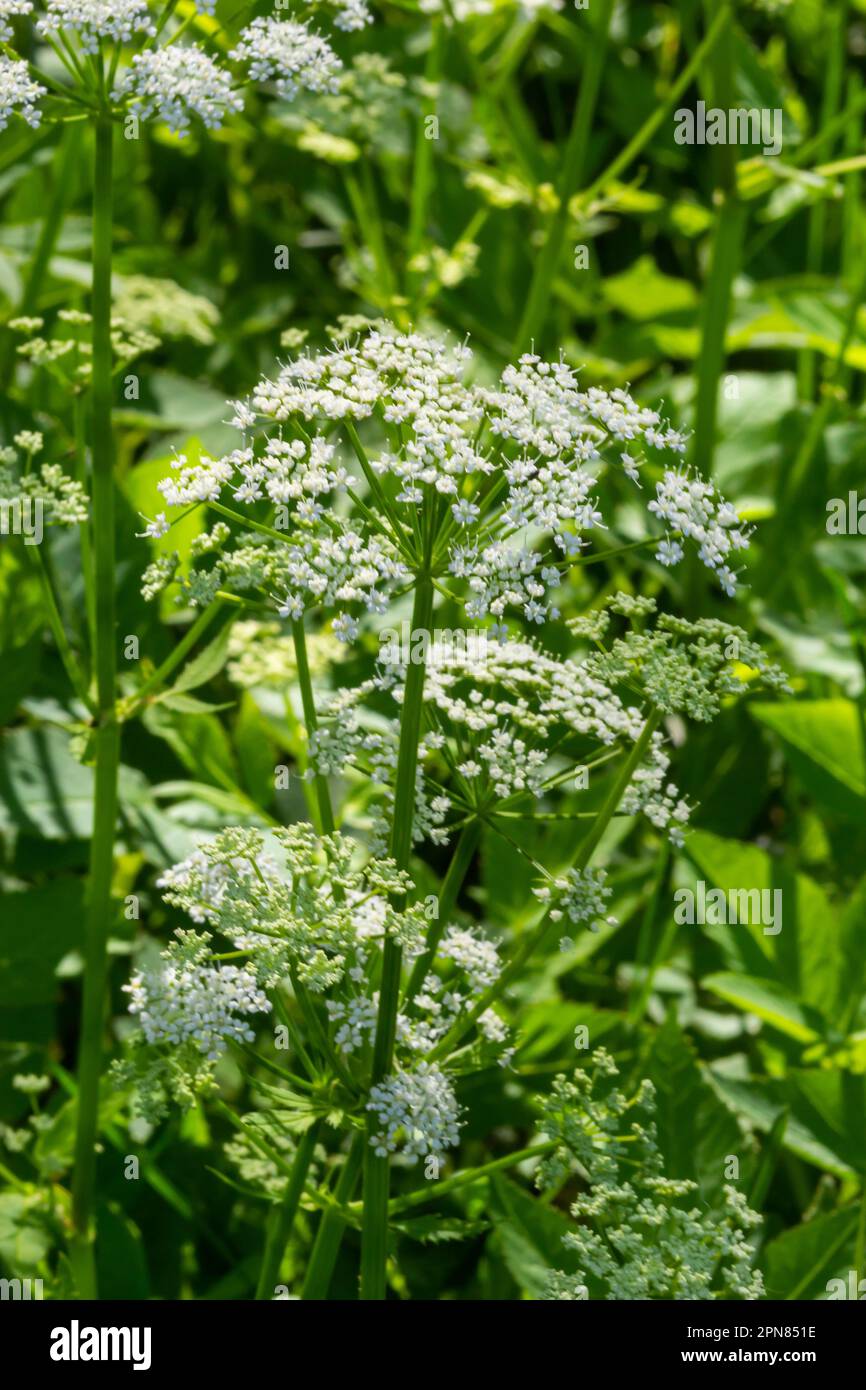 Close-up of a white flower of the species Aegopodium podagraria, commonly called ground elder, herb gerard, bishop's weed, goutweed, gout wort. Focus Stock Photo