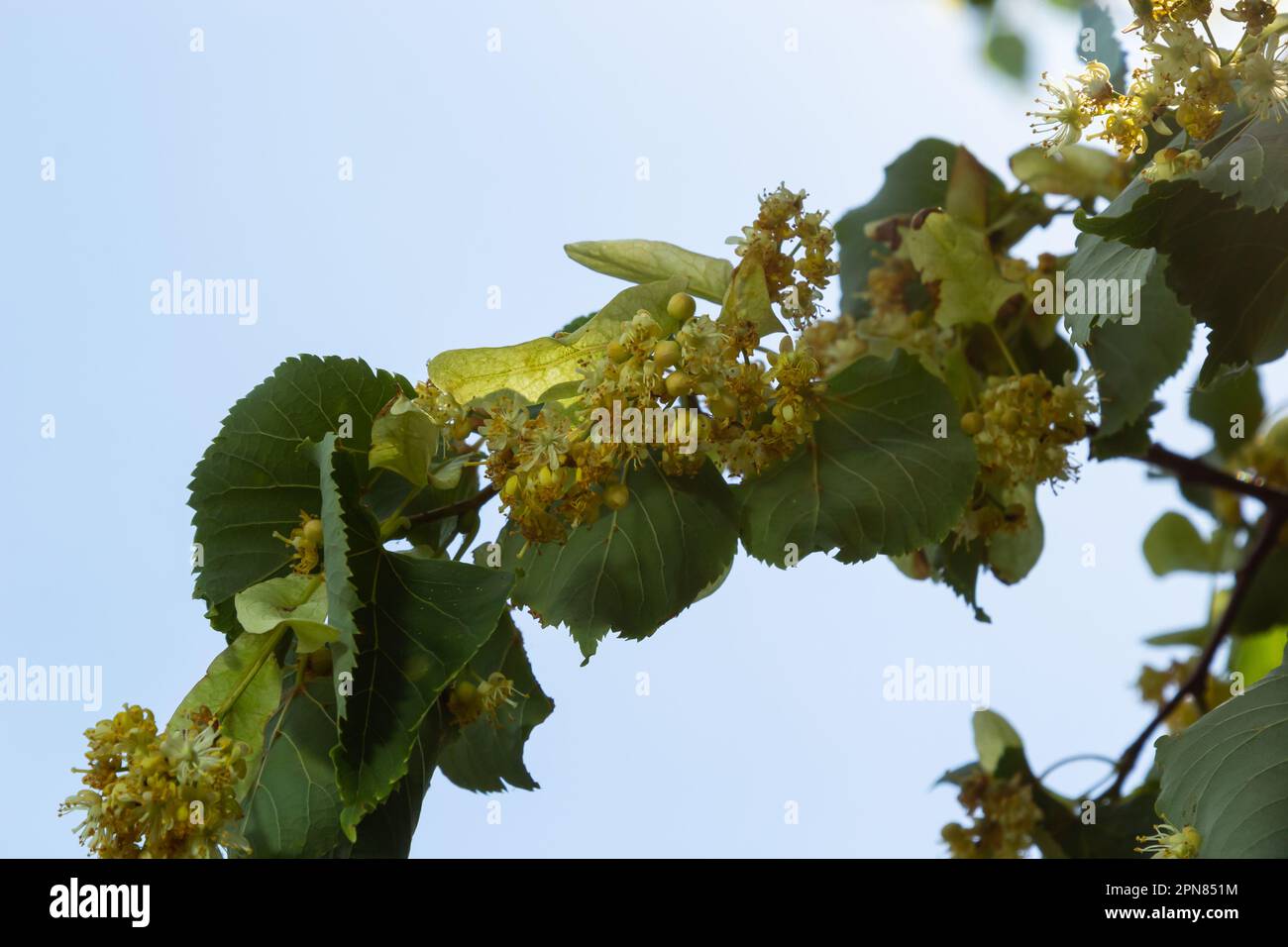 Linden tree flowers clusters tilia cordata, europea, small-leaved lime, littleleaf linden bloom. Pharmacy, apothecary, natural medicine, healing herba Stock Photo