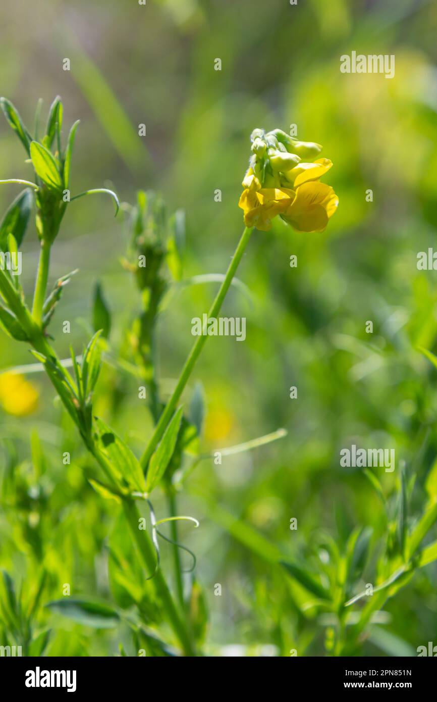 A Lathyrus pratensis flower of the meadow growing on the summer meadow. Stock Photo