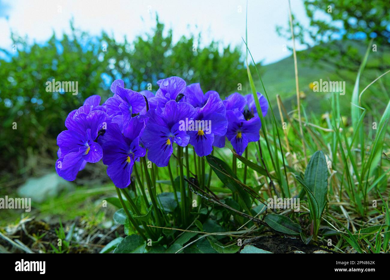 Altai Violets (Viola altaica) in the forest meadows of Altai mountains. Blue coloring of flowers Stock Photo