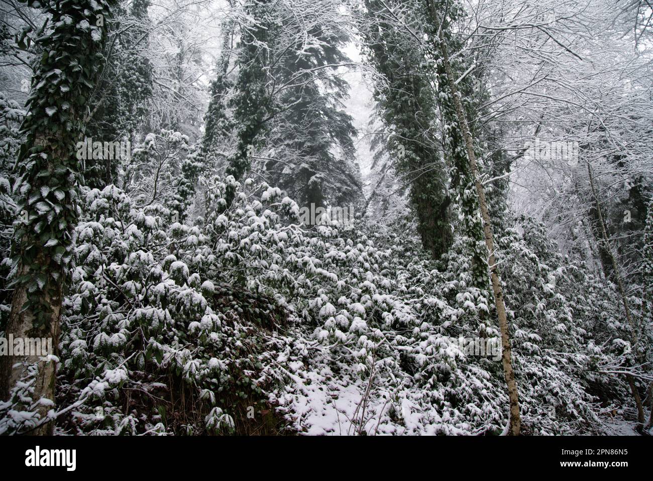 Snow on evergreen foliage. Rhododendron, ivy in winter. The subtropical forest is covered with snow. - Weather cataclysm Stock Photo