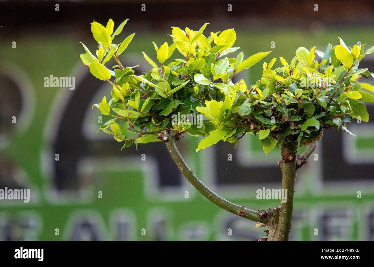 Unusual trimming of a bay tree/shrub in a British kitchen garden Stock Photo