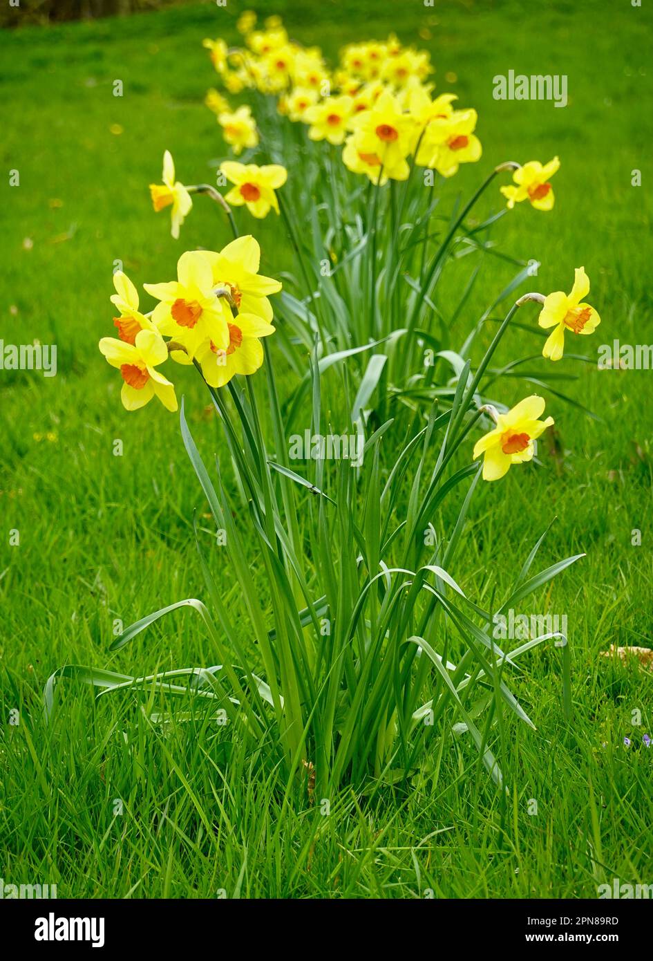 A Host of Daffodils Stock Photo Alamy