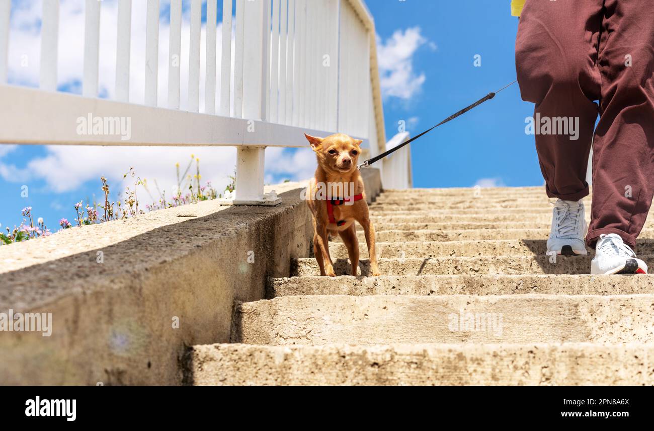 Small dog Toy Terrier going down the stairs. Stock Photo