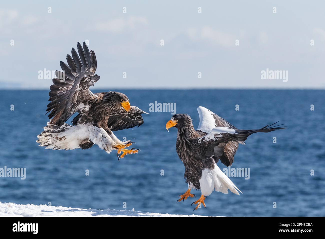 Steller's Sea Eagle (Haliaeetus pelagicus) in flight with its wings spread fighting with another sea eagle. Rausu, Menashi, Hokkaido, Japan. Stock Photo