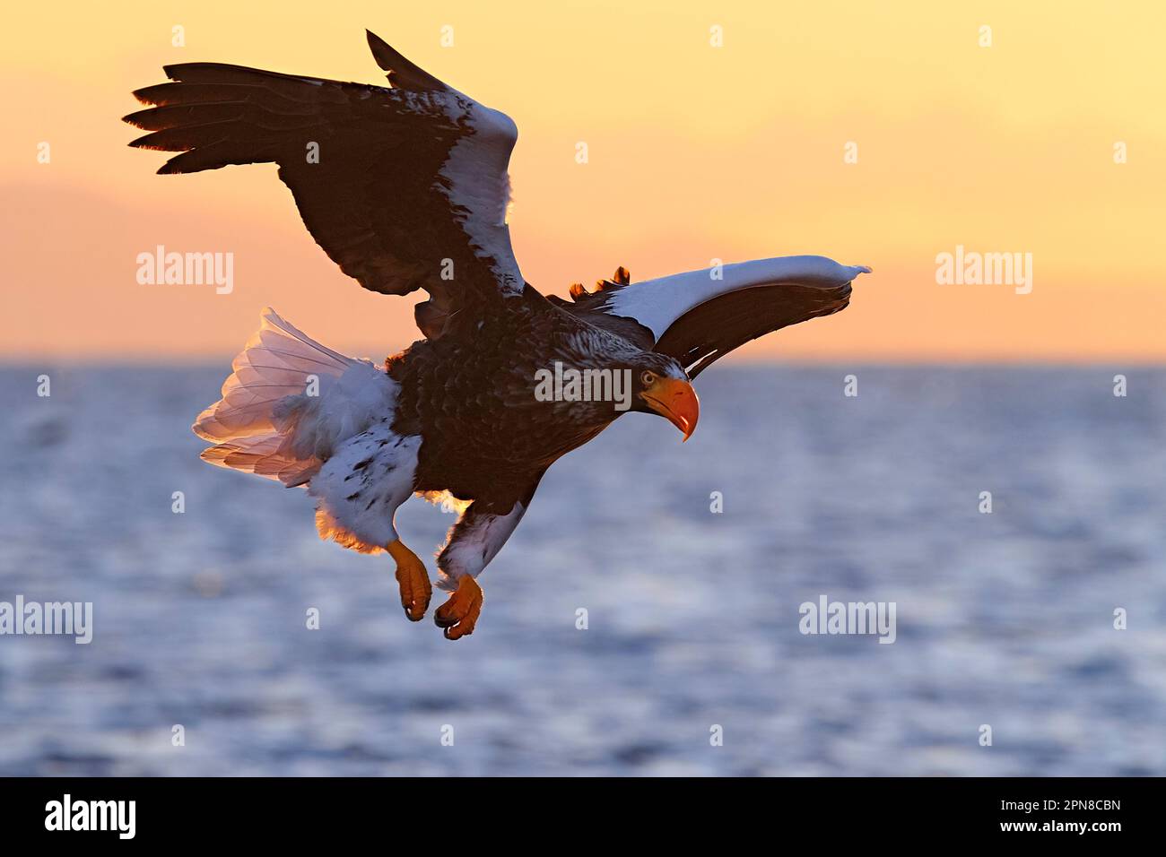 Stellers Sea Eagle (Haliaeetus pelagicus) in flight with its wings spread. Rausu, Menashi, Hokkaido, Japan. Stock Photo