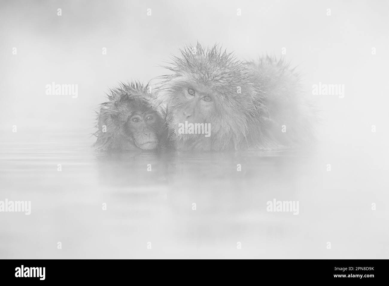 Snow monkey (Macaca fuscata) Stock Photo