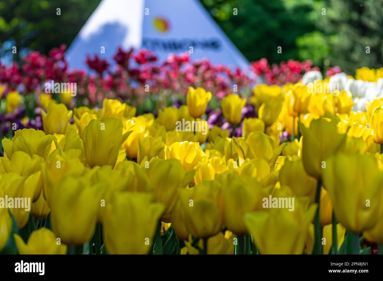 Yellow tulips in garden, spring Stock Photo - Alamy
