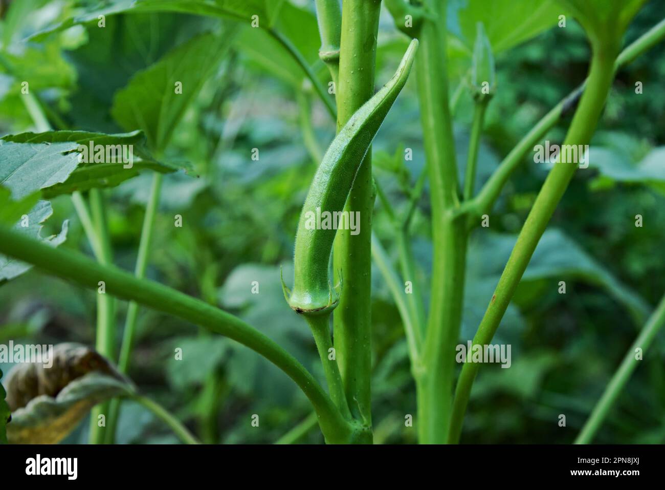 Organic okra being harvested from the tree manually. Okra without