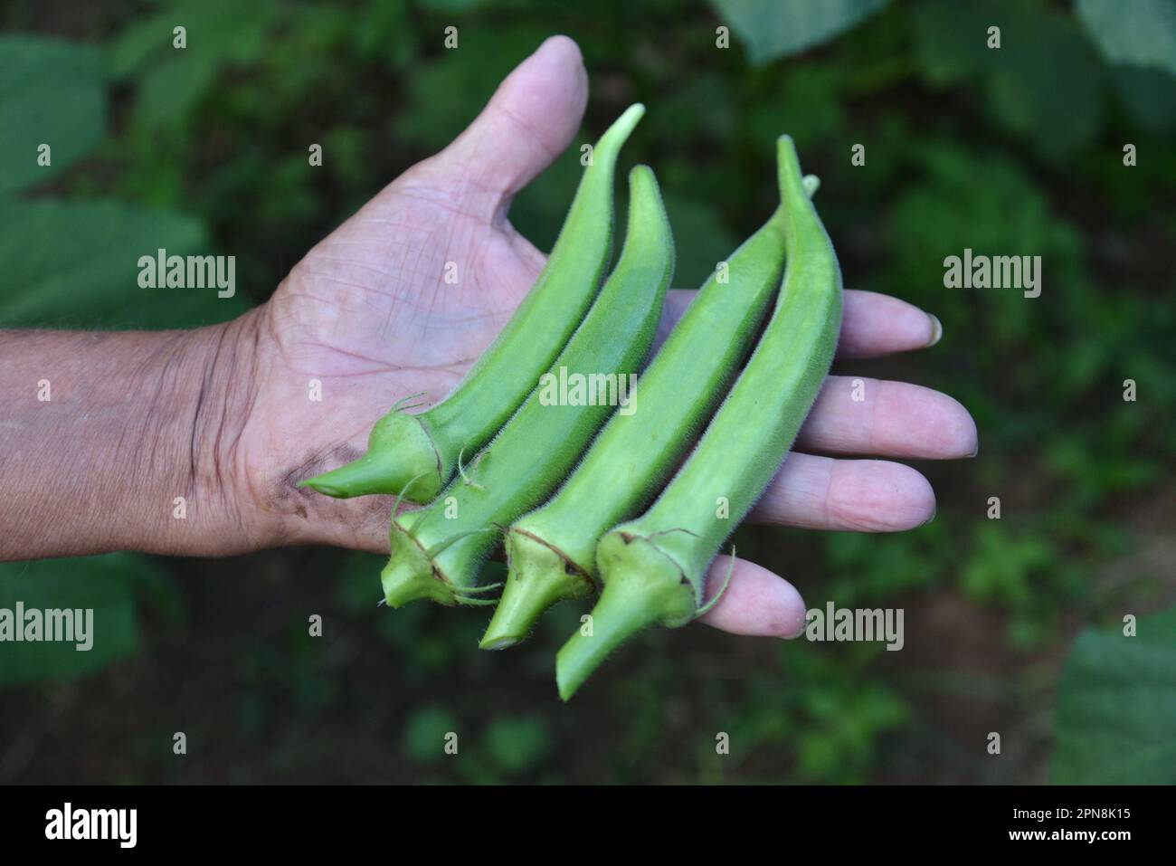 Organic okra being harvested from the tree manually. Okra without ...