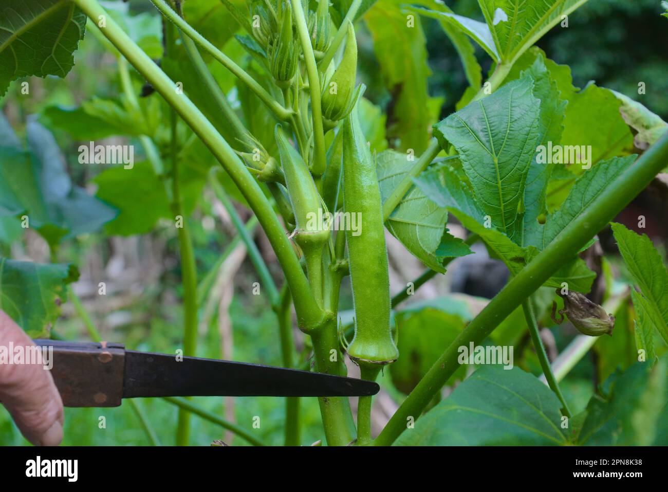 Organic okra being harvested from the tree manually. Okra without ...