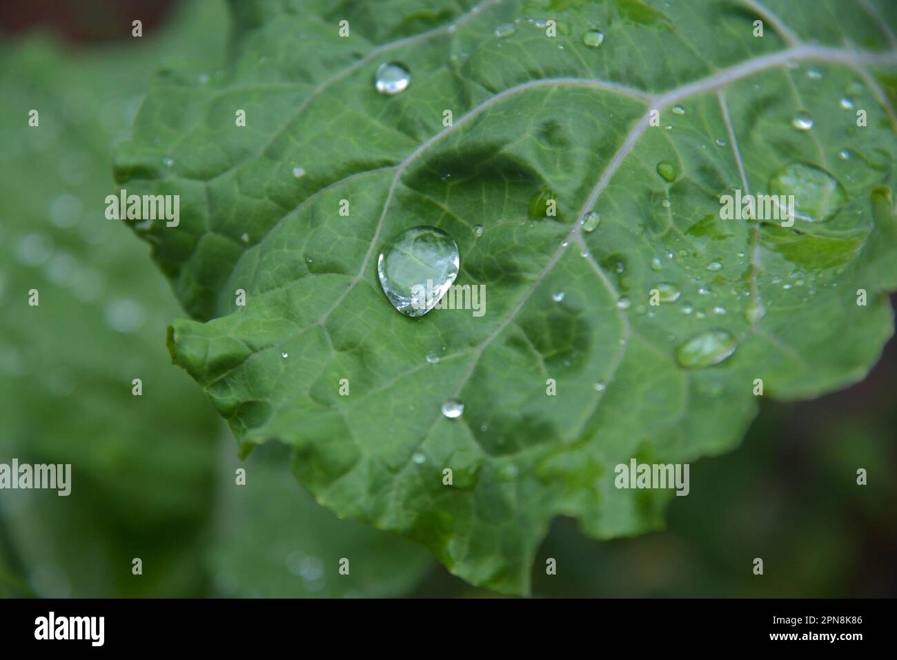 Organic Kale Leaf. Vegetables planted without pesticides and chemical