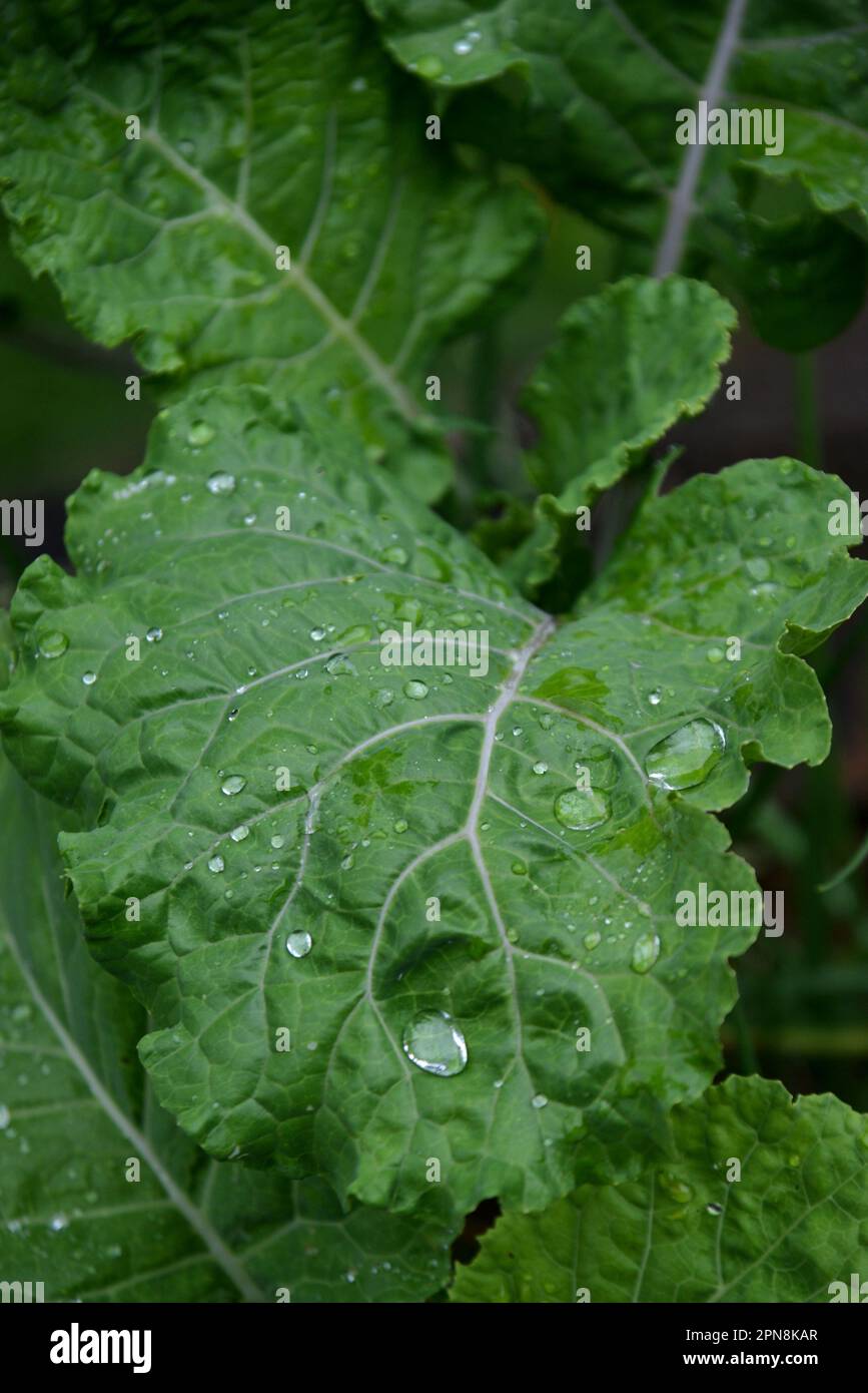 Organic Kale Leaf. Vegetables planted without pesticides and chemical