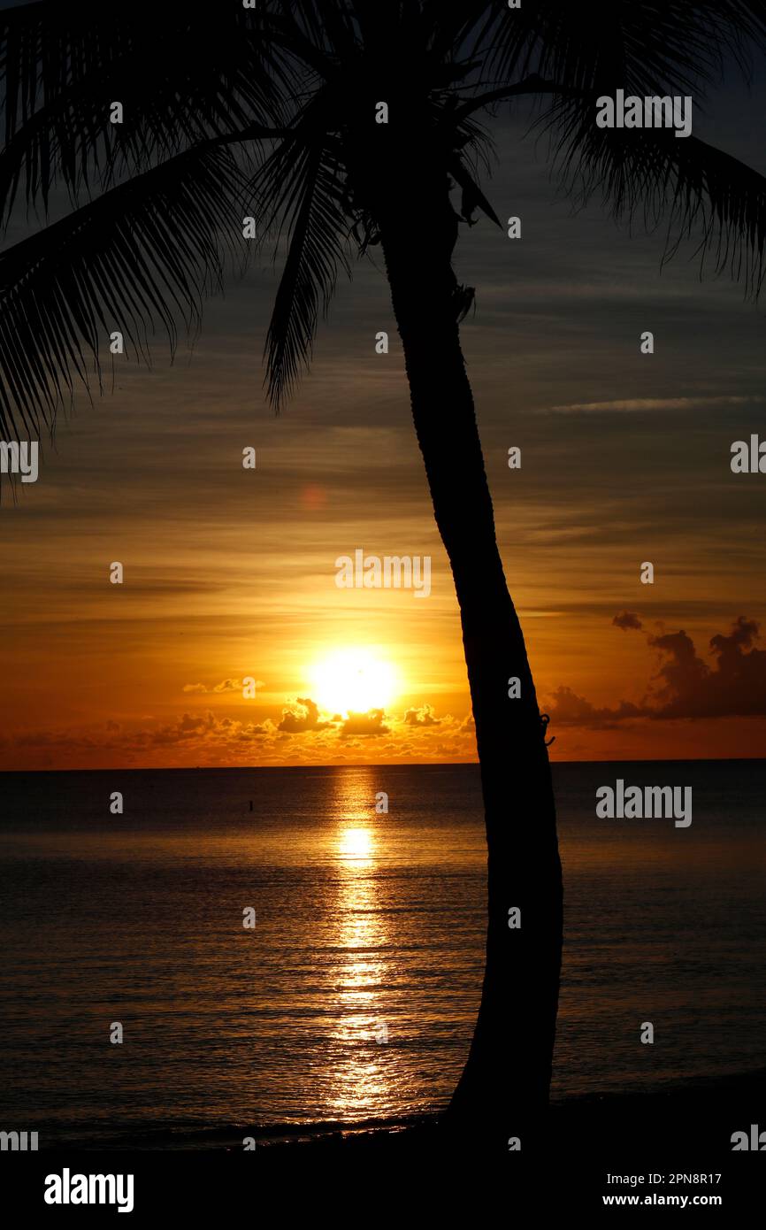 Silhouette of coconut palm tree on sea and sunset sky background ...