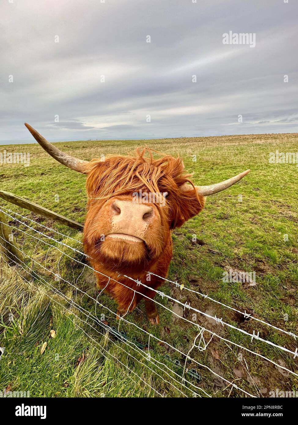 A close up shot of a highland cattle looking out of a wire fence in a ...