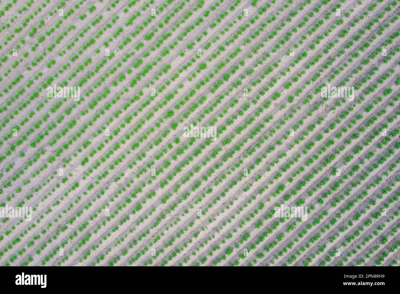 Aerial view over rows of green shoots of potato plants (Solanum tuberosum), root vegetables in potato field in spring Stock Photo