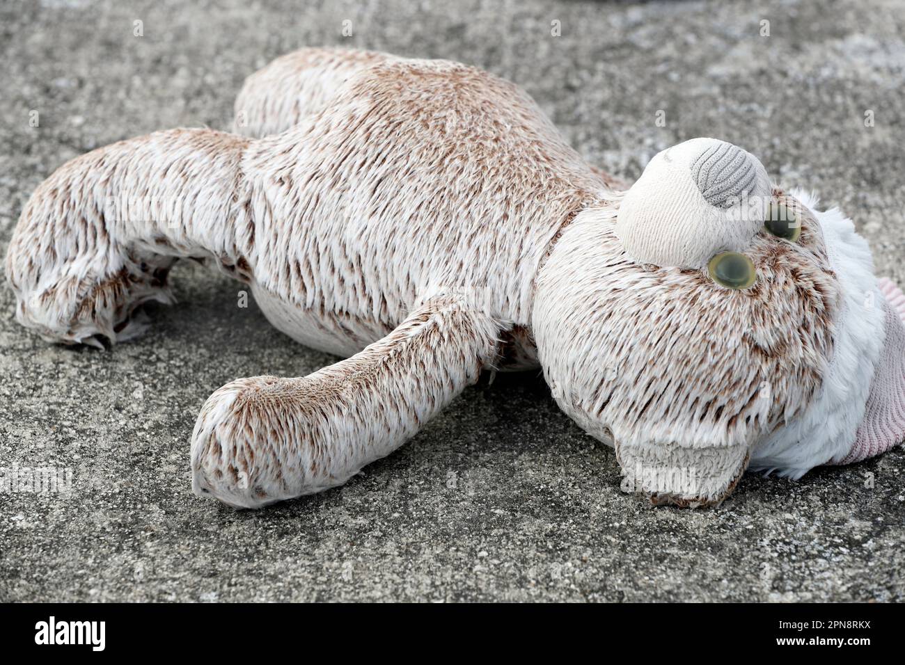 Child abuse concept.  Broken teddy bear lying on the floor. Stock Photo