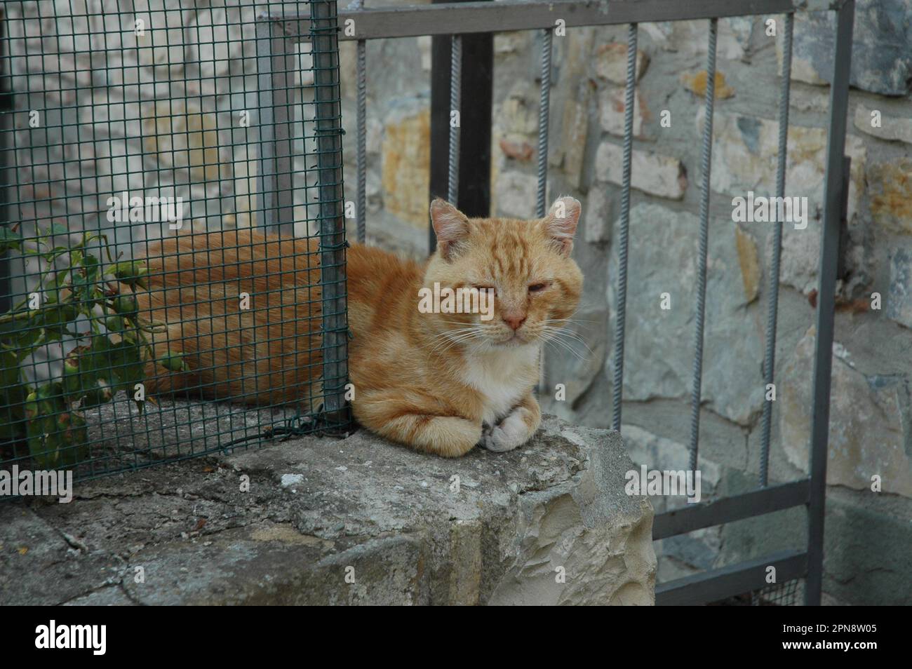 Gatto in una porta di accesso antica a Pisa . Stock Photo