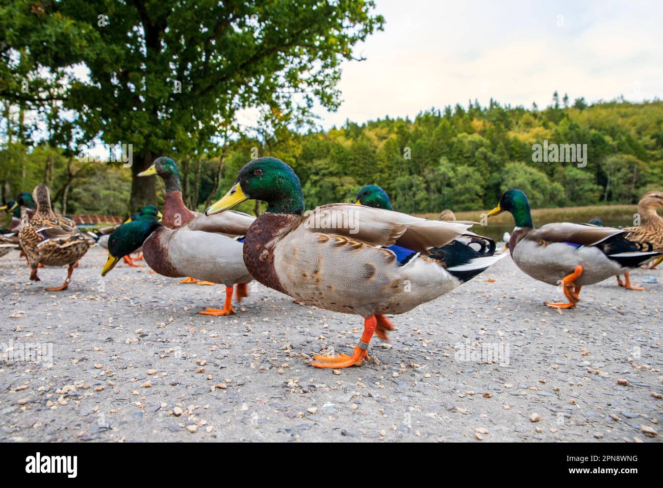 Duck paddling hires stock photography and images Alamy