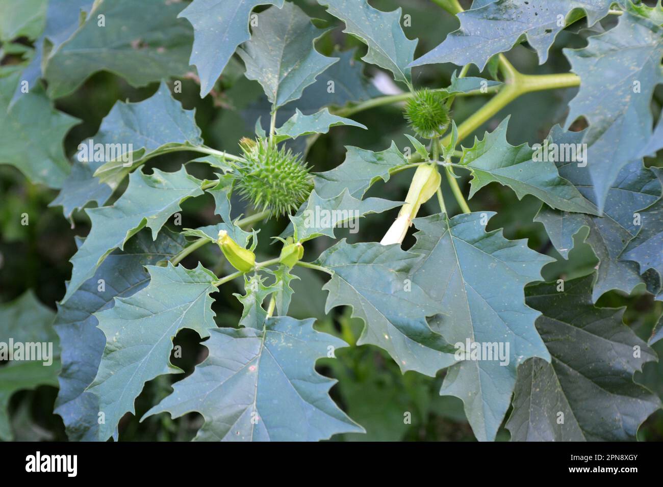 In the wild grows a poisonous and medicinal plant - Datura stramonium Stock Photo