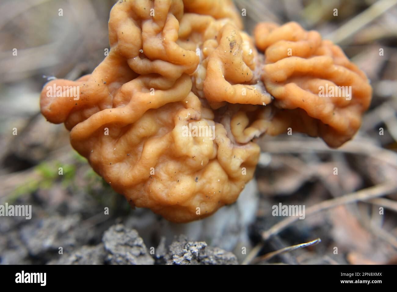Gyromitra gigas mushrooms grow in the spring wild forest Stock Photo