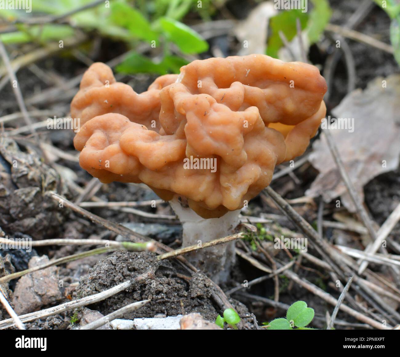 Gyromitra gigas mushrooms grow in the spring wild forest Stock Photo