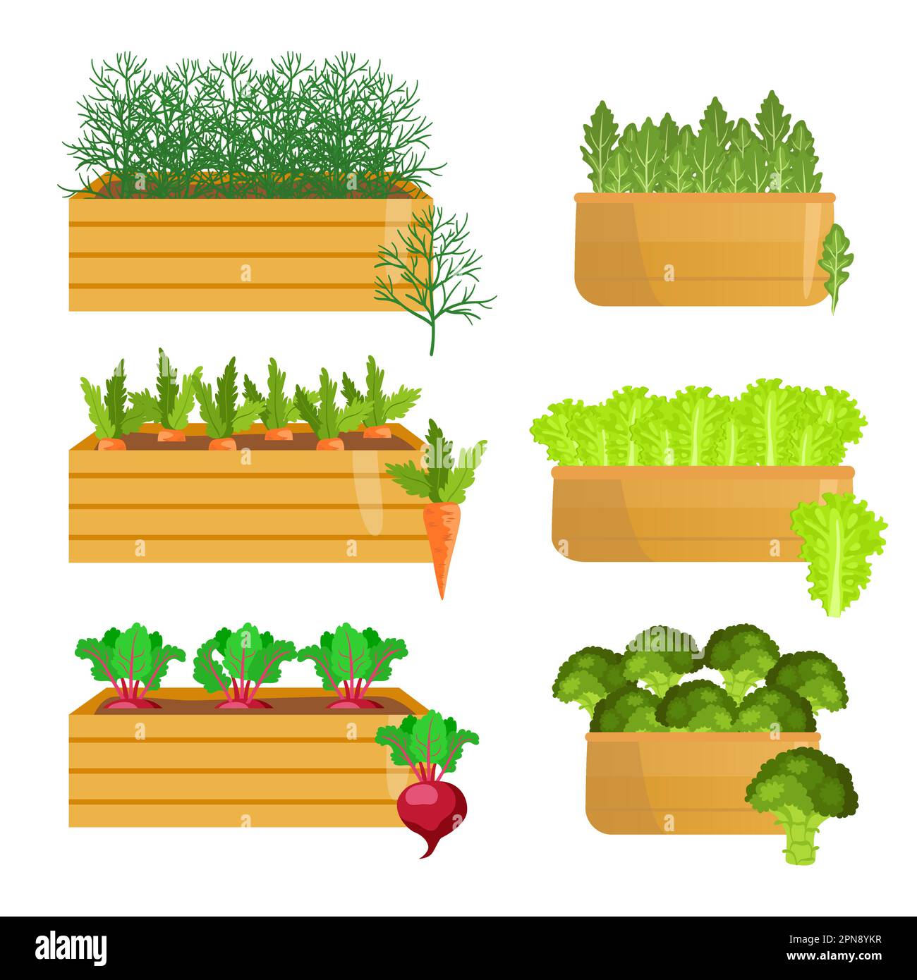 Vegetables growing in wooden crates cartoon illustrations set Stock