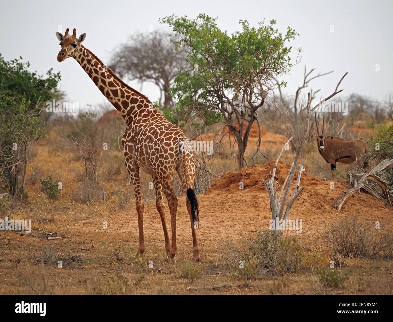 Reticulated Giraffe (Giraffa reticulata/ Giraffa camelopardalis reticulata) and Fringe-eared Oryx (Oryx beisa callotis) Galana Province, Kenya, Africa Stock Photo