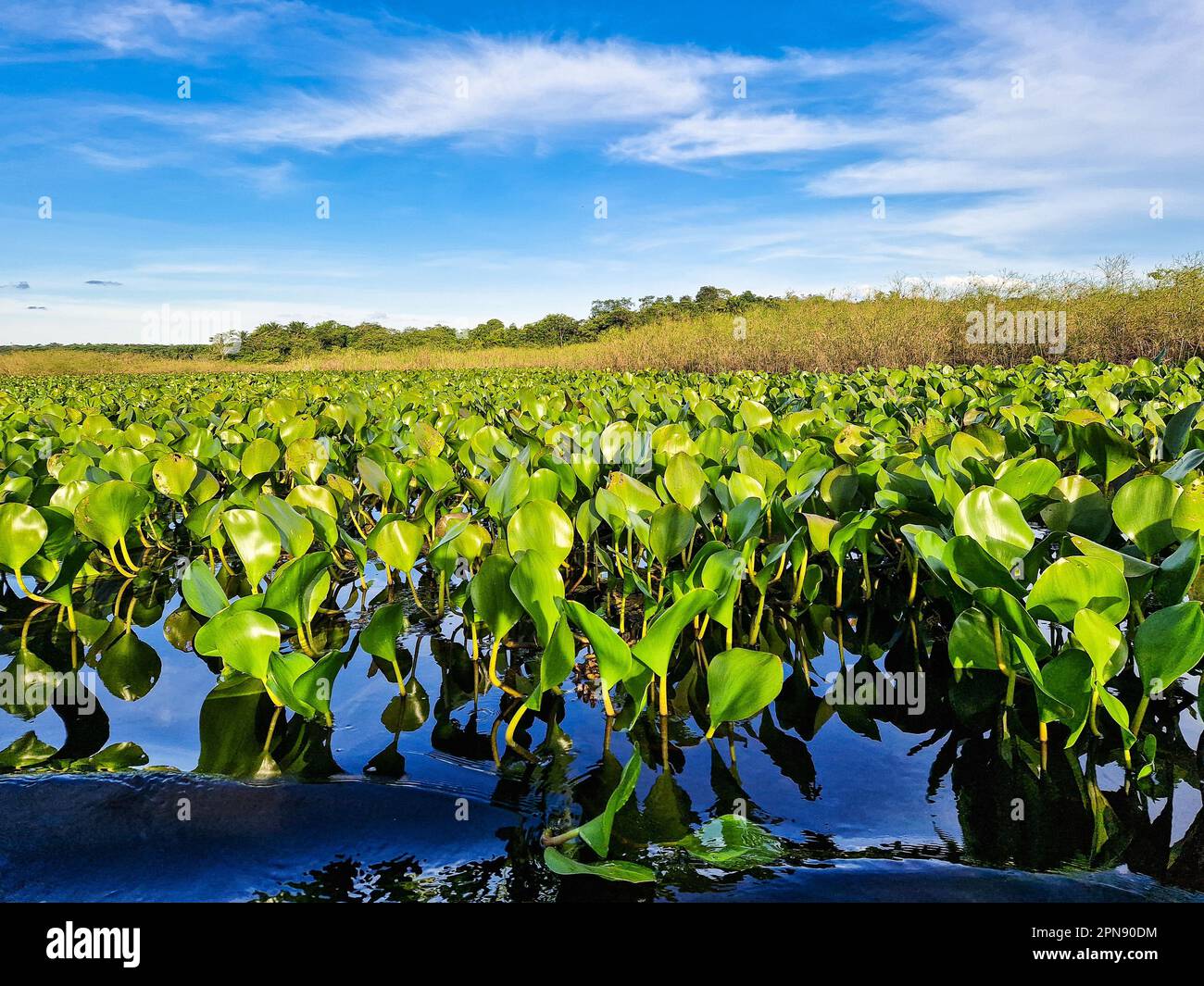 Canoe tour on the Pantanal Marimbus, waters of many rivers and abundant ...
