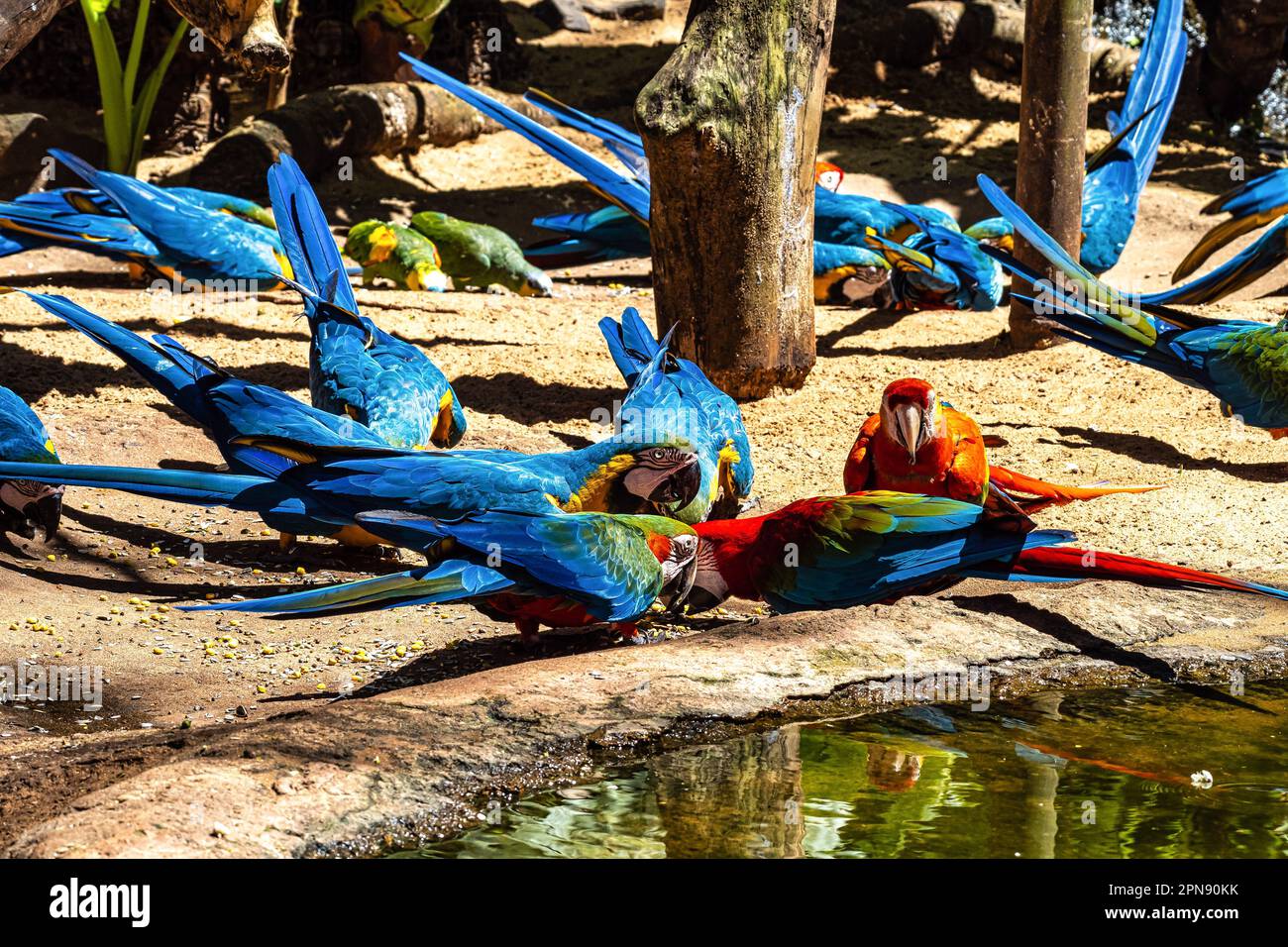 Red and green macaw or green winged macaw, scientific name ara chloropterus parrot bird in Parque das aves Foz do Iguacu Brazil Parana state Stock Photo